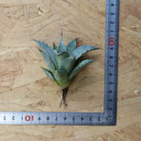 【DRAGON AGAVE】アガベ 甲蟹×妖炎 EC1139