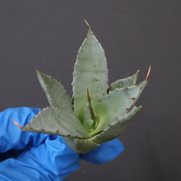 【DRAGON AGAVE】アガベ 甲蟹×妖炎 EC1140