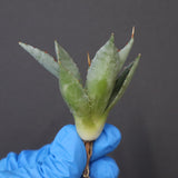 【DRAGON AGAVE】アガベ 甲蟹×妖炎 EC1140