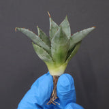 【DRAGON AGAVE】アガベ 甲蟹×妖炎 EC1140