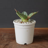 アガベ 特白肌怒雷神×血妖 19