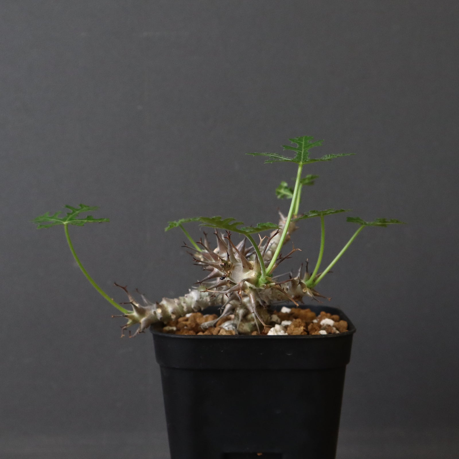 【希少】ブルセラ　パラドクサ　実生株⑤　ポットごと発送 希少】ブルセラ パラドクサ 実生株⑤ ポットごと発送 - メルカリ