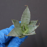 【DRAGON AGAVE】アガベ 甲蟹×妖炎 EC1140