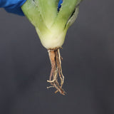 【DRAGON AGAVE】アガベ 甲蟹×妖炎 EC1140