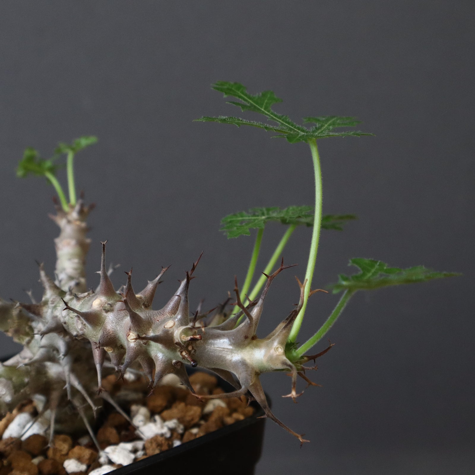 J.パラドクサ (実生) 4 – TaiShoDo ONLINE SHOP