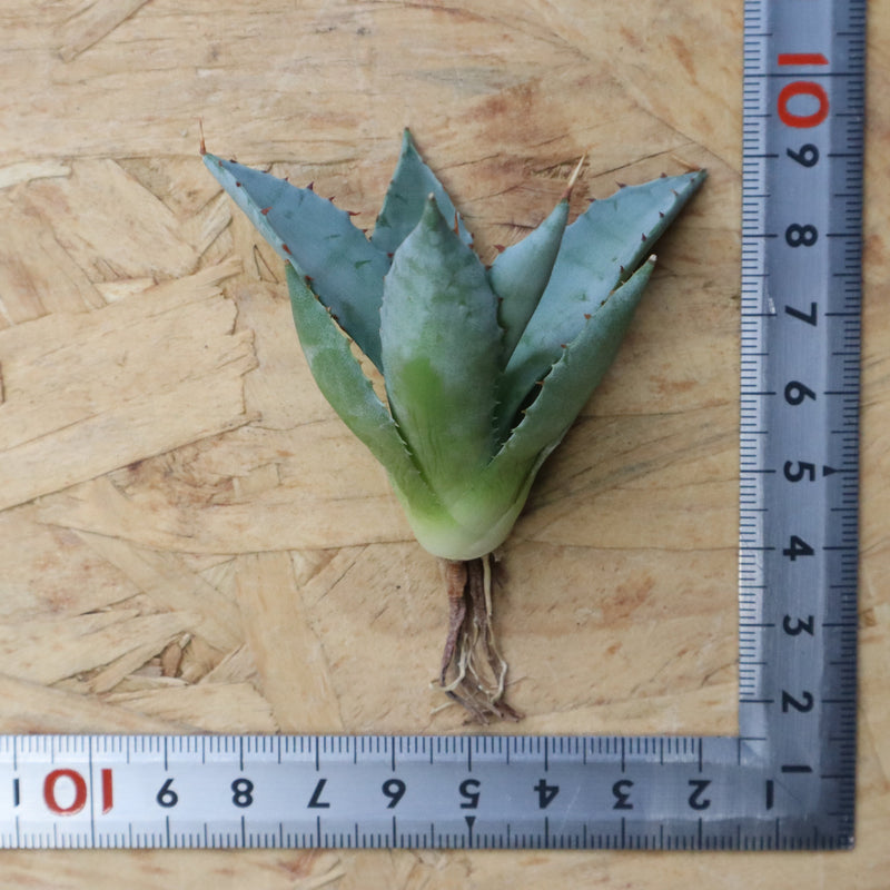 【DRAGON AGAVE】アガベ 甲蟹×妖炎 EC1140