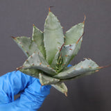 【DRAGON AGAVE】アガベ 甲蟹×妖炎 EC1142