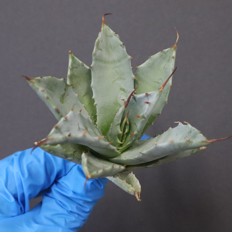 【DRAGON AGAVE】アガベ 甲蟹×妖炎 EC1142