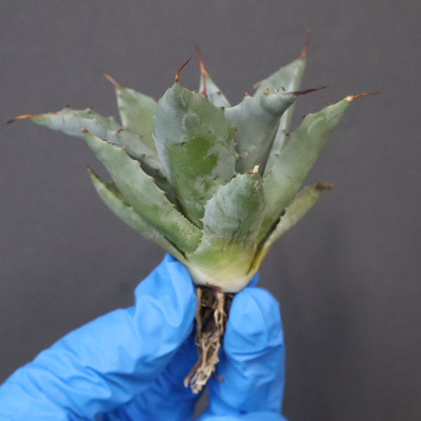 【DRAGON AGAVE】アガベ 甲蟹×妖炎 EC1142