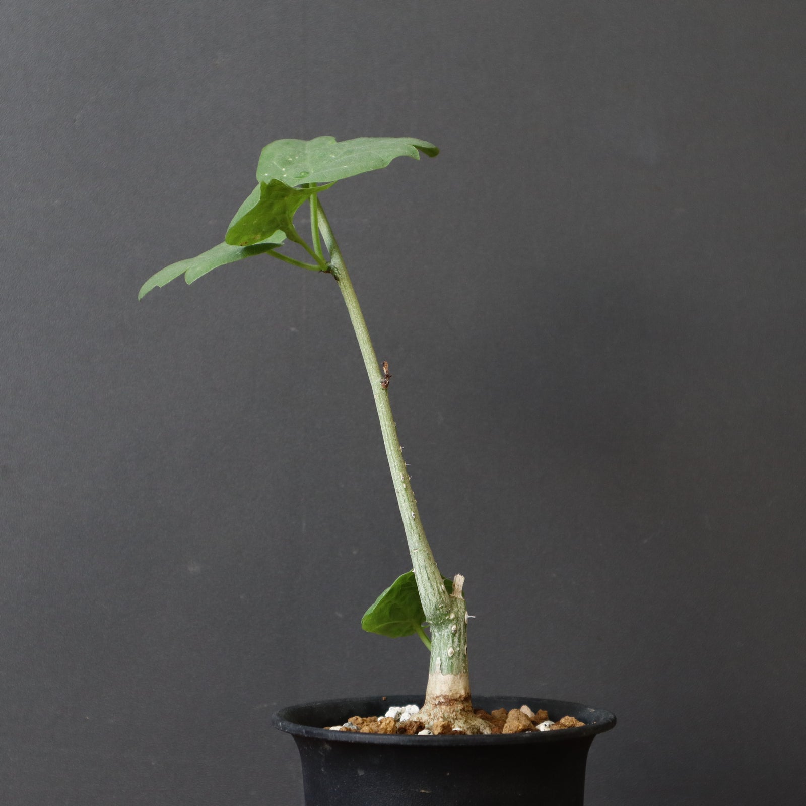 A.アクレアータ（実生） 15 – TaiShoDo ONLINE SHOP