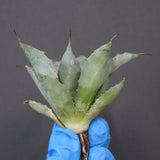 【DRAGON AGAVE】アガベ 甲蟹×妖炎 EC1142