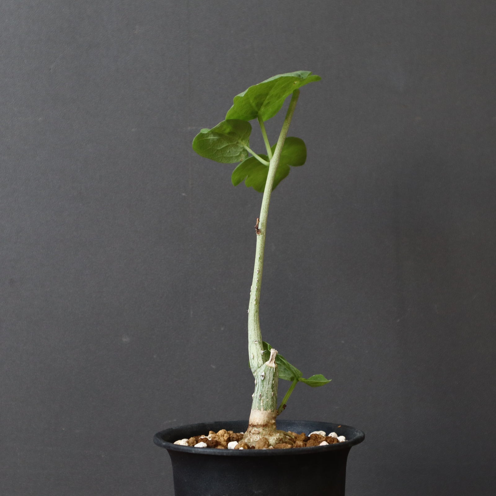 A.アクレアータ（実生） 15 – TaiShoDo ONLINE SHOP