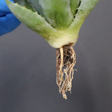 【DRAGON AGAVE】アガベ 甲蟹×妖炎 EC1142