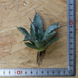 【DRAGON AGAVE】アガベ 甲蟹×妖炎 EC1142