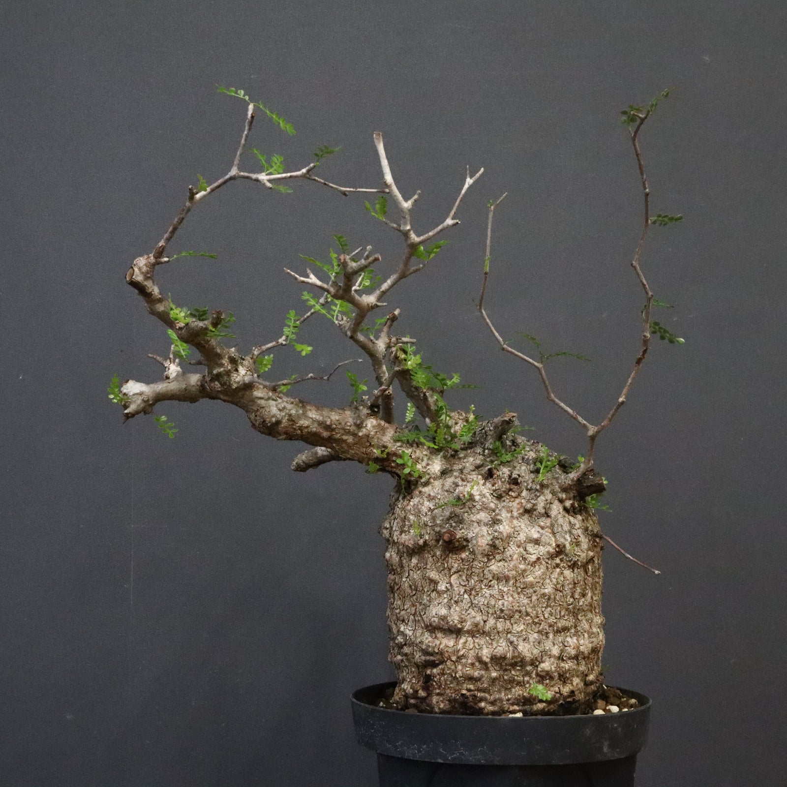 O.パキプス 806 – TaiShoDo ONLINE SHOP