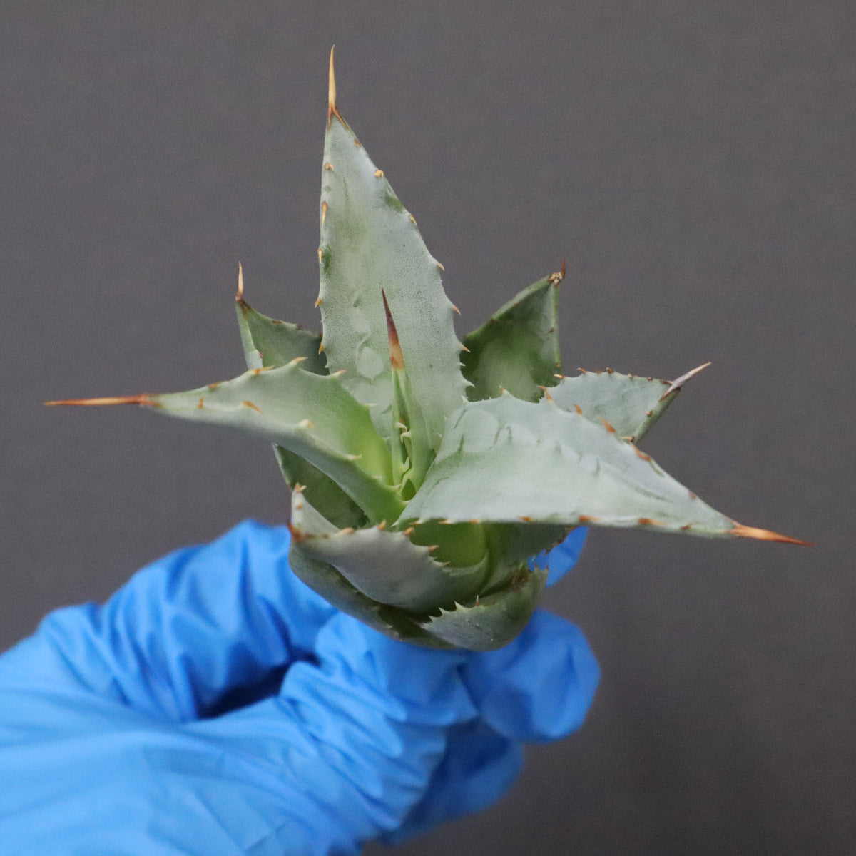 Dragon Agave – 2ページ目 – TaiShoDo ONLINE SHOP