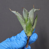 【DRAGON AGAVE】アガベ 甲蟹×妖炎 EC1141