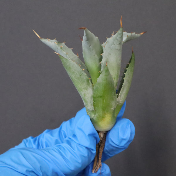 【DRAGON AGAVE】アガベ 甲蟹×妖炎 EC1141