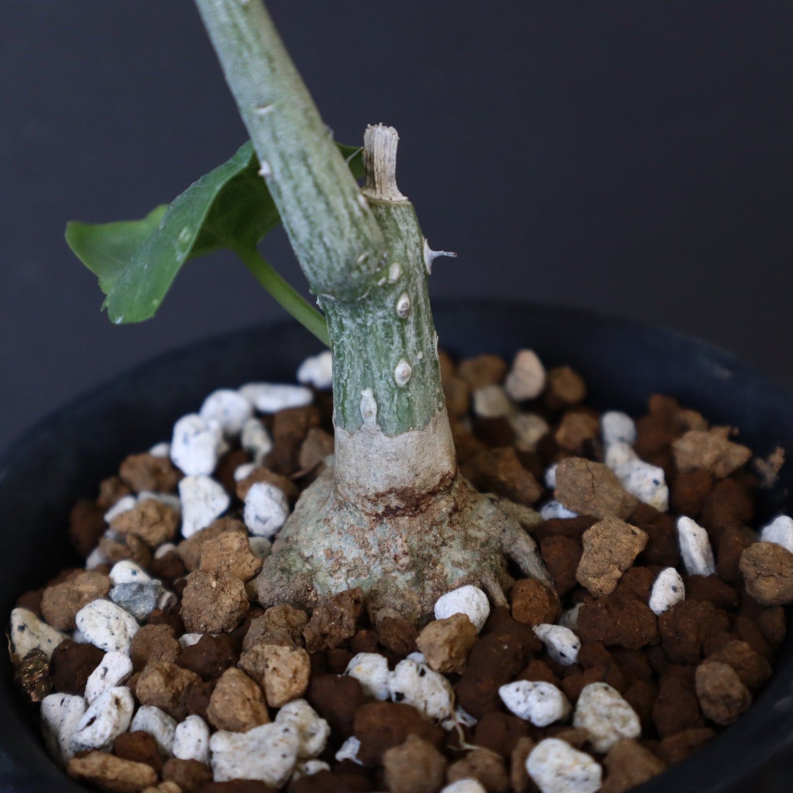 A.アクレアータ（実生） 15 – TaiShoDo ONLINE SHOP