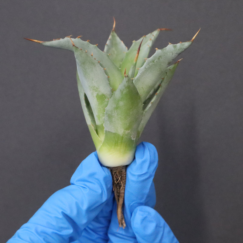 【DRAGON AGAVE】アガベ 甲蟹×妖炎 EC1141