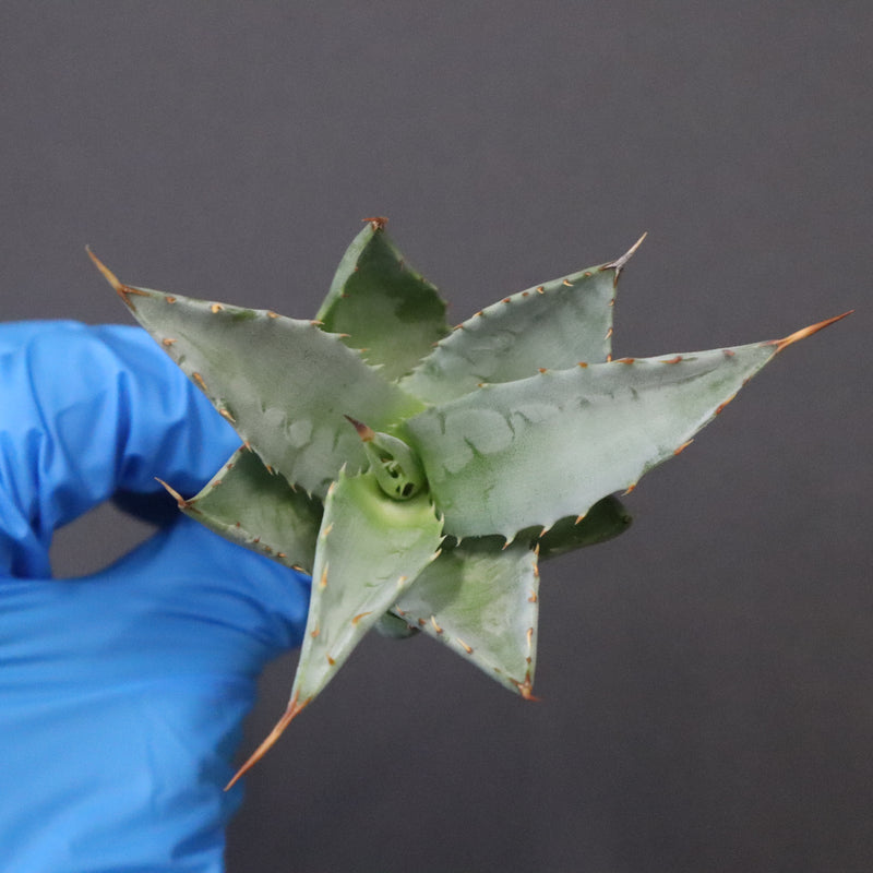 【DRAGON AGAVE】アガベ 甲蟹×妖炎 EC1141