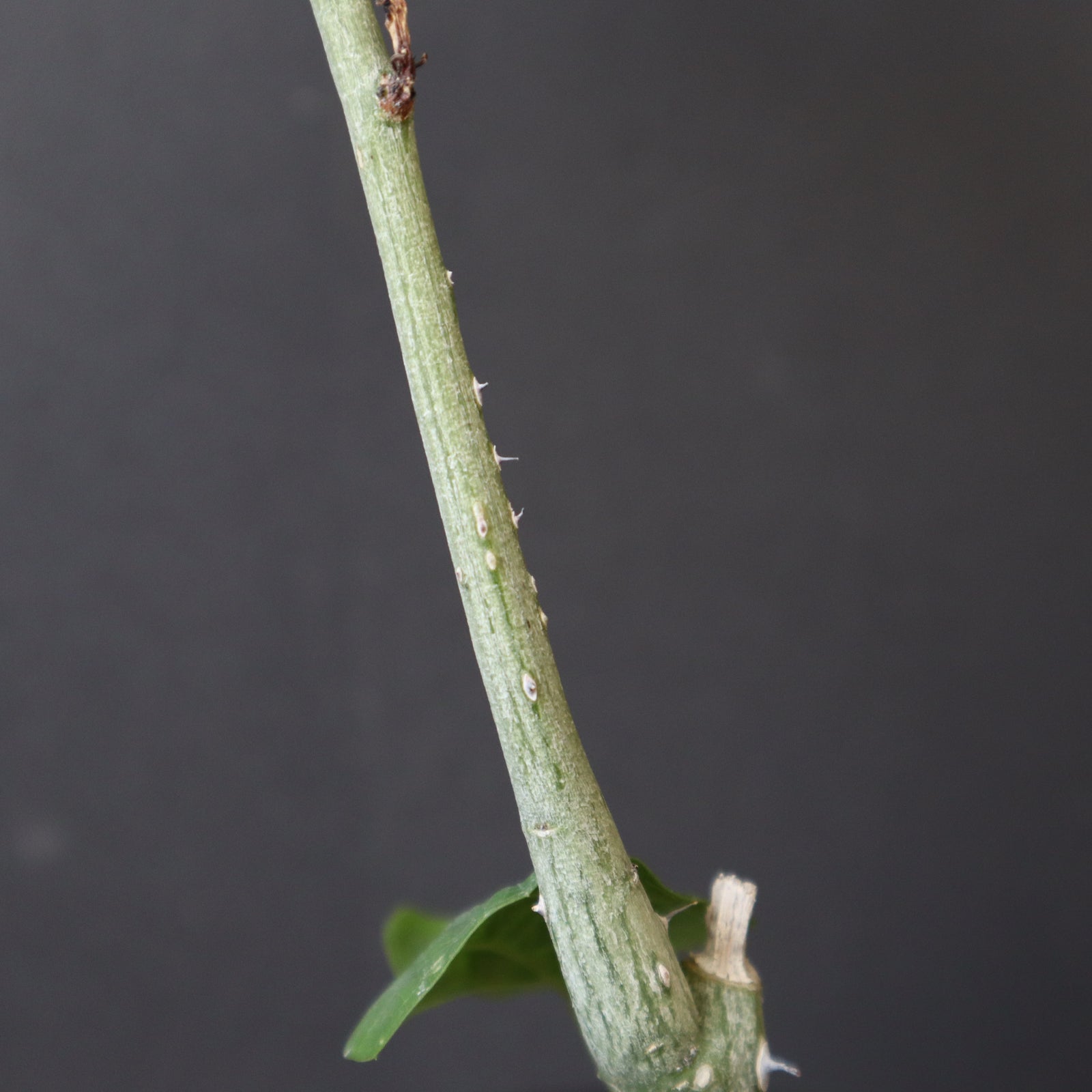 A.アクレアータ（実生） 15 – TaiShoDo ONLINE SHOP