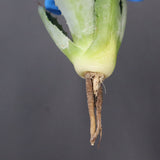 【DRAGON AGAVE】アガベ 甲蟹×妖炎 EC1141