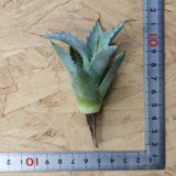 【DRAGON AGAVE】アガベ 甲蟹×妖炎 EC1141