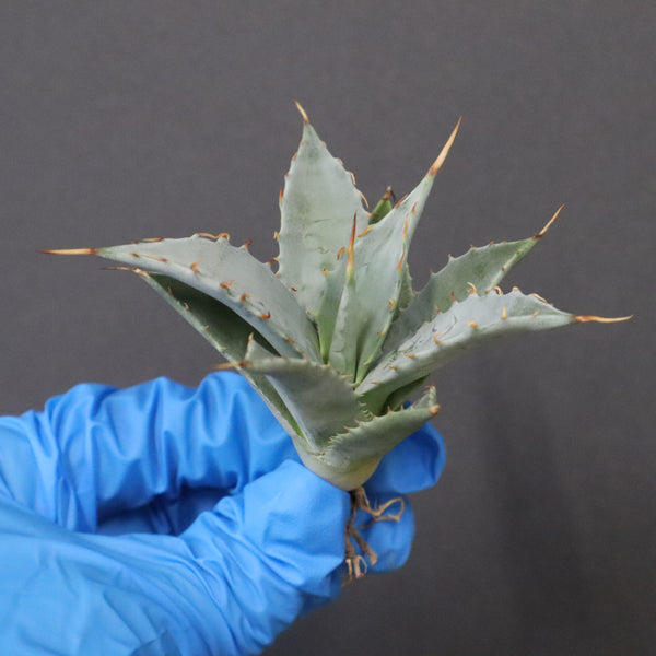 【DRAGON AGAVE】アガベ 甲蟹×妖炎 EC1143