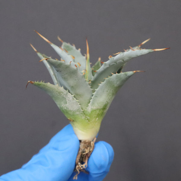 【DRAGON AGAVE】アガベ 甲蟹×妖炎 EC1143