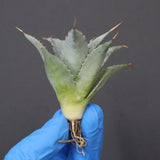 【DRAGON AGAVE】アガベ 甲蟹×妖炎 EC1143