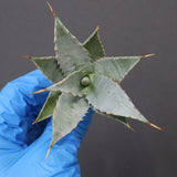 【DRAGON AGAVE】アガベ 甲蟹×妖炎 EC1143