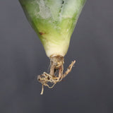 【DRAGON AGAVE】アガベ 甲蟹×妖炎 EC1143