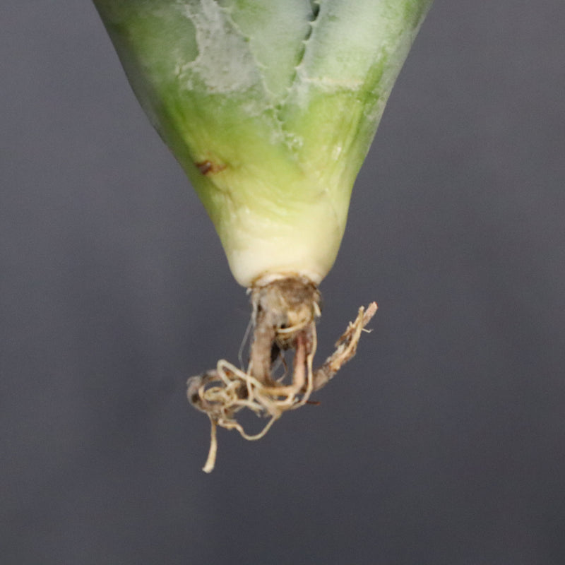 【DRAGON AGAVE】アガベ 甲蟹×妖炎 EC1143