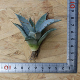 【DRAGON AGAVE】アガベ 甲蟹×妖炎 EC1143