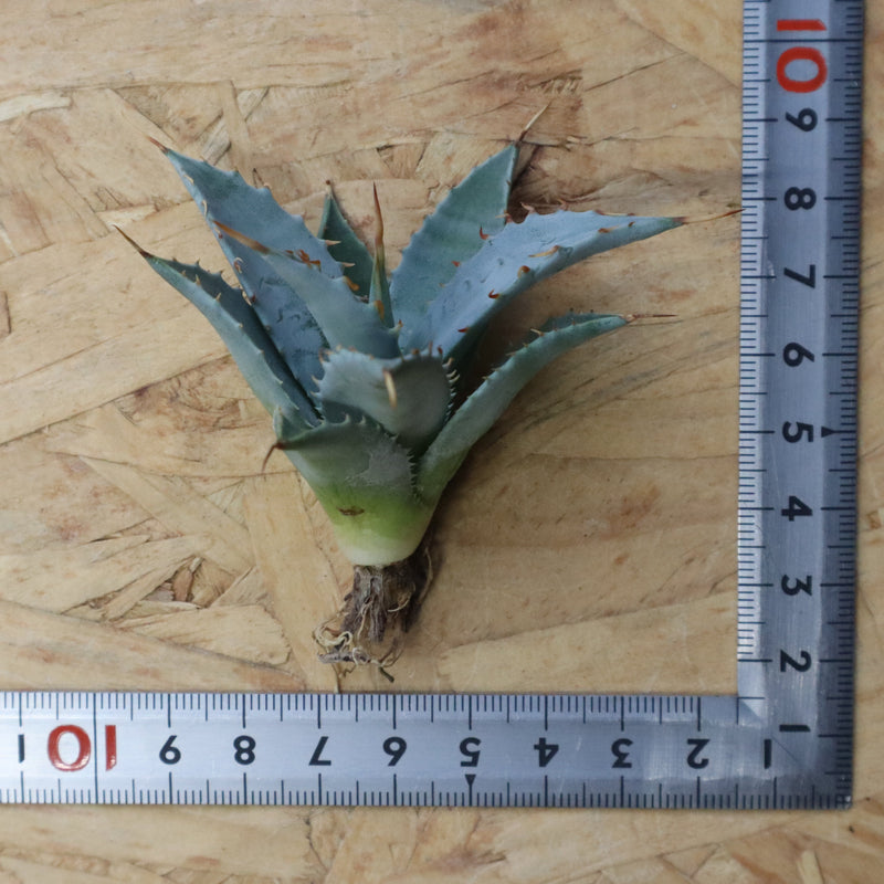 【DRAGON AGAVE】アガベ 甲蟹×妖炎 EC1143