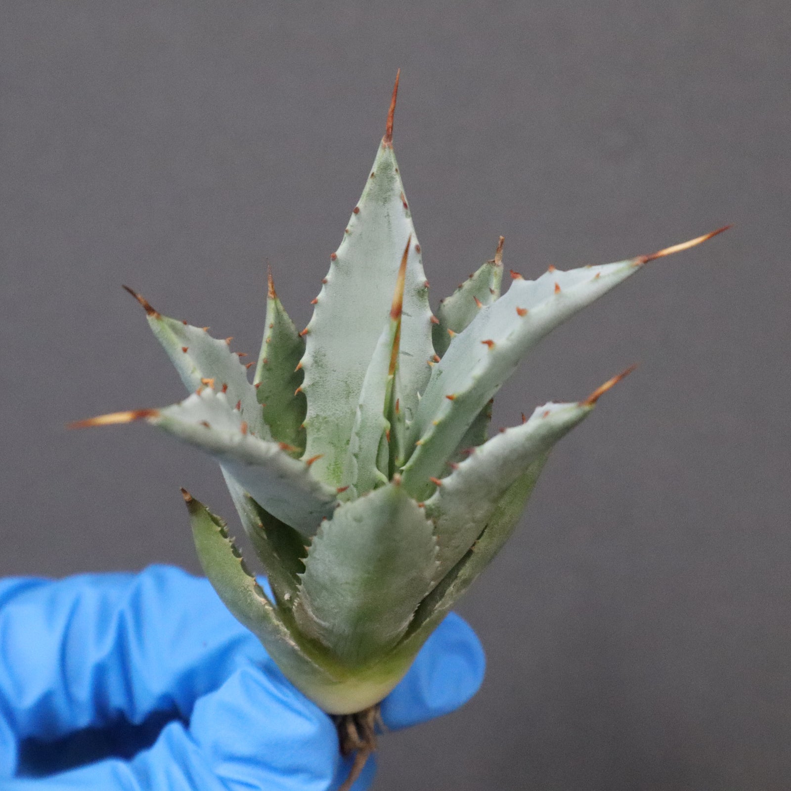 DRAGON AGAVE】アガベ 甲蟹×妖炎 EC1144 – TaiShoDo ONLINE SHOP