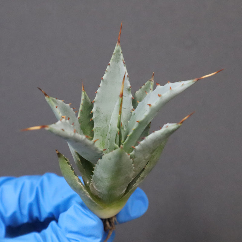 【DRAGON AGAVE】アガベ 甲蟹×妖炎 EC1144