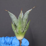 【DRAGON AGAVE】アガベ 甲蟹×妖炎 EC1144