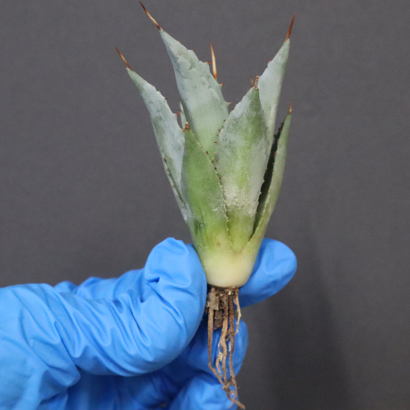 【DRAGON AGAVE】アガベ 甲蟹×妖炎 EC1144