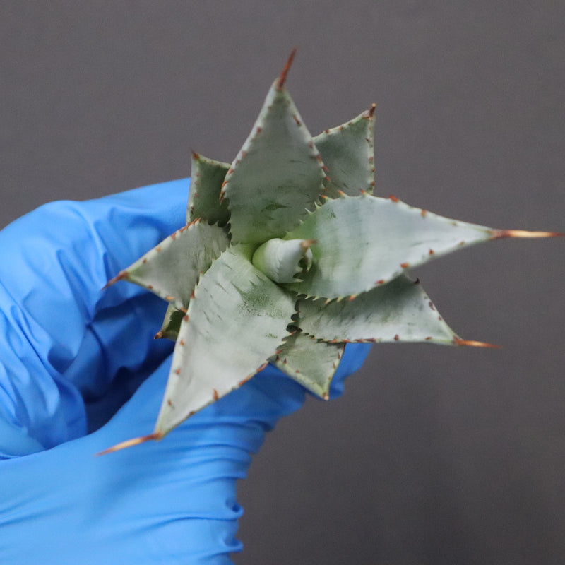 【DRAGON AGAVE】アガベ 甲蟹×妖炎 EC1144