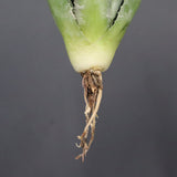 【DRAGON AGAVE】アガベ 甲蟹×妖炎 EC1144