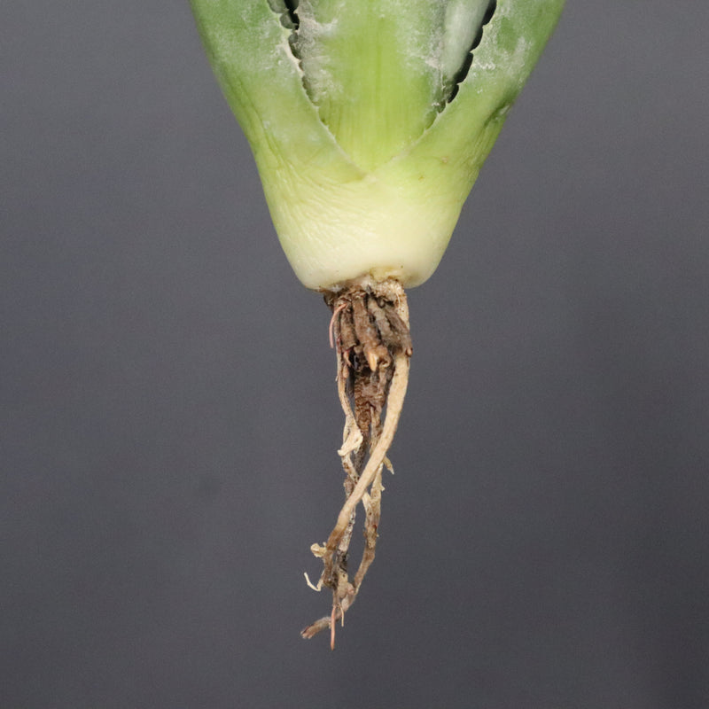 【DRAGON AGAVE】アガベ 甲蟹×妖炎 EC1144