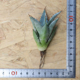 【DRAGON AGAVE】アガベ 甲蟹×妖炎 EC1144