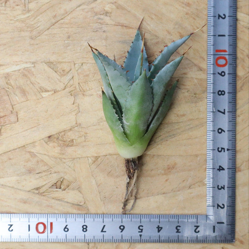 【DRAGON AGAVE】アガベ 甲蟹×妖炎 EC1144