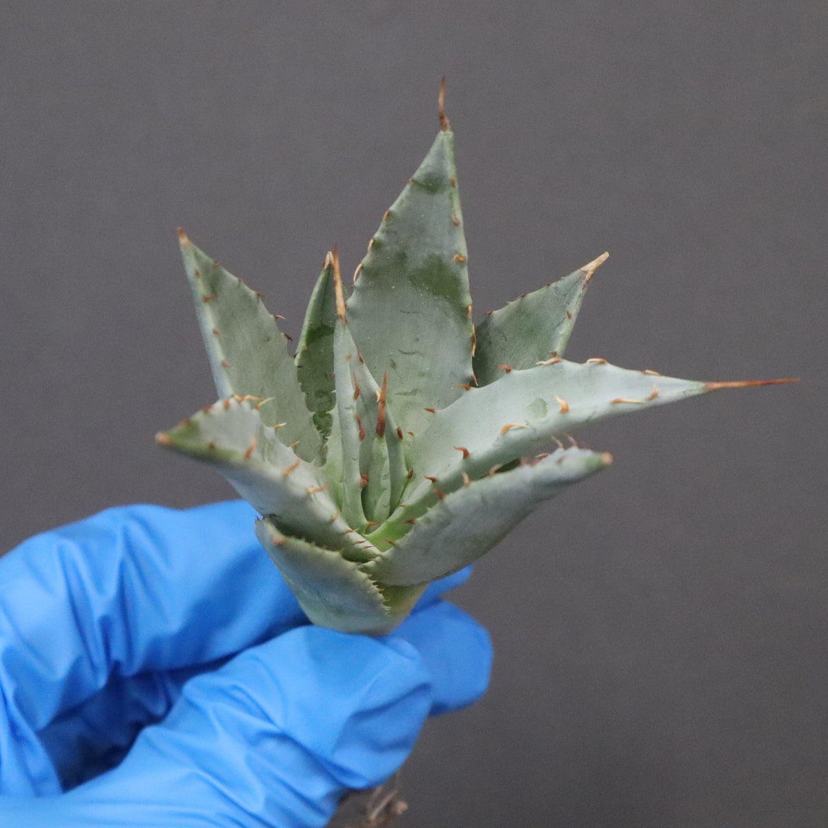 アガベ – 2ページ目 – TaiShoDo ONLINE SHOP