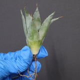 【DRAGON AGAVE】アガベ 甲蟹×妖炎 EC1145