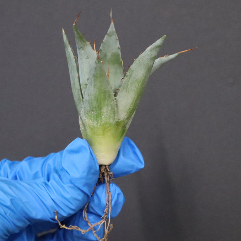 【DRAGON AGAVE】アガベ 甲蟹×妖炎 EC1145