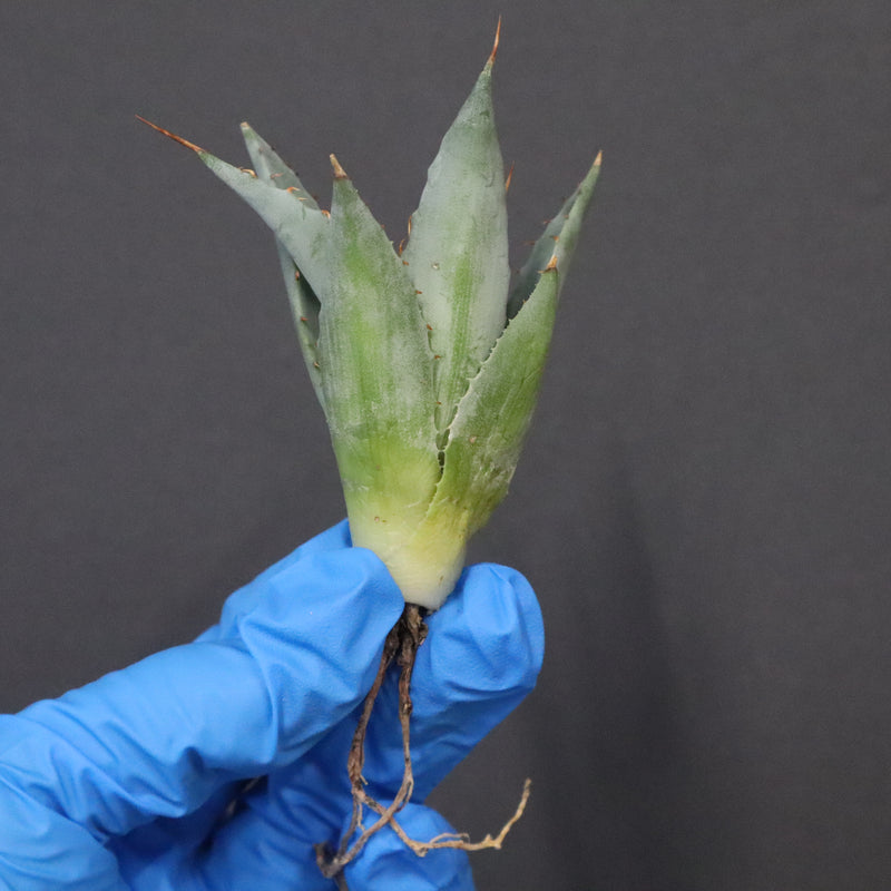 【DRAGON AGAVE】アガベ 甲蟹×妖炎 EC1145