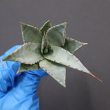 【DRAGON AGAVE】アガベ 甲蟹×妖炎 EC1145